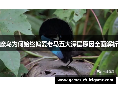 魔鸟为何始终偏爱老马五大深层原因全面解析